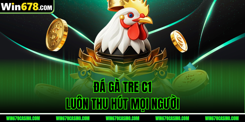 Đá gà tre C1 luôn thu hút mọi người Đá gà tre C1 luôn thu hút mọi người