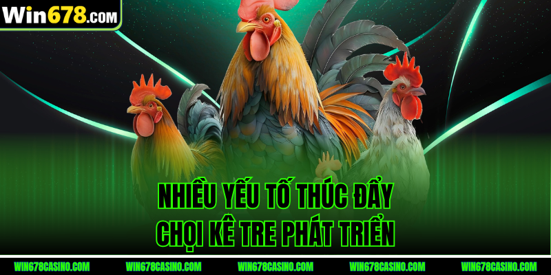 đá gà tre c1 - nhiều yếu tố thúc đẩy chọi kê tre phát triển đá gà tre c1 - nhiều yếu tố thúc đẩy chọi kê tre phát triển